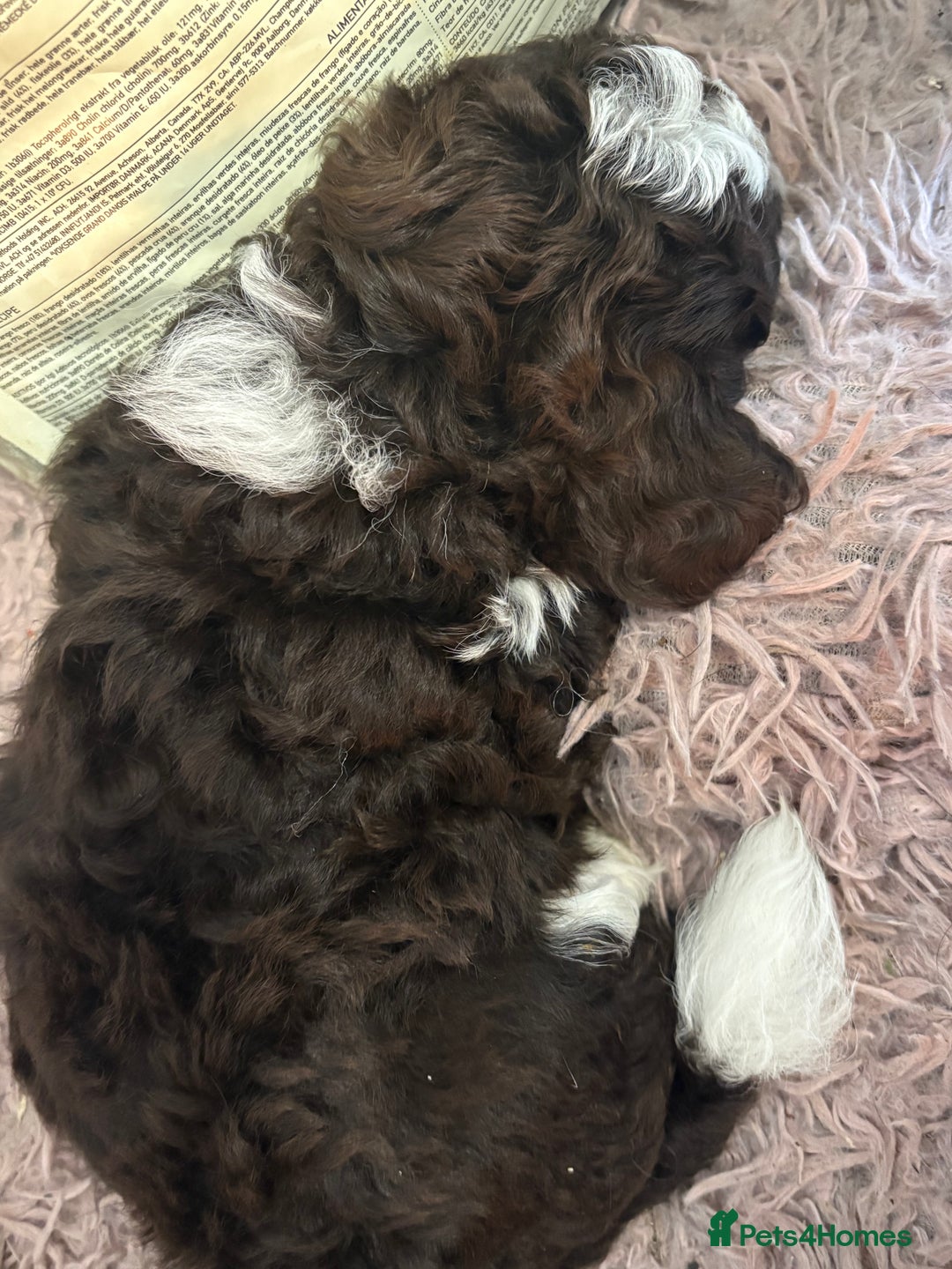 Shihpoo dogs for sale: Lovey shipooh pups  - Image 7