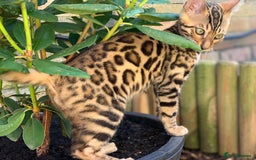Bengal cats for sale: Top quality pure Bengal kittens available now - Image 17