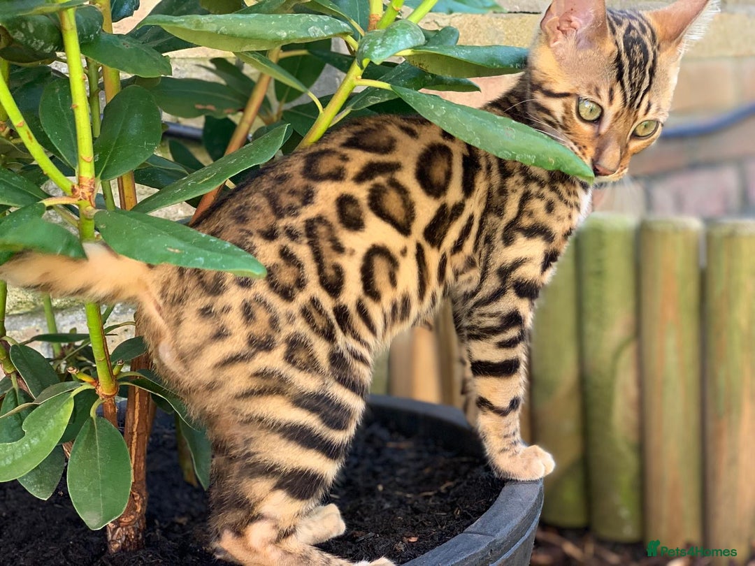 Bengal cats for sale: Top quality pure Bengal kittens available now - Image 17