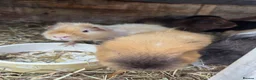 Guinea Pig rodents for sale: Young guinea pigs looking for new homes - Advert 11