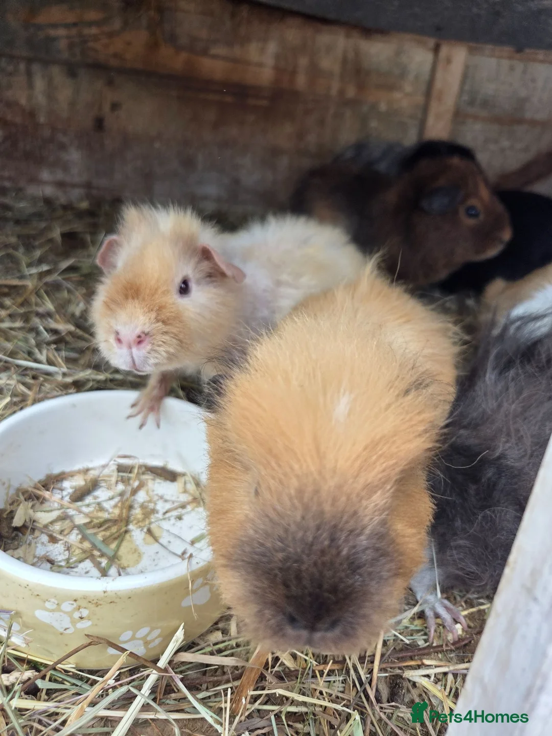 Guinea Pig rodents for sale: Young guinea pigs looking for new homes - Advert 11