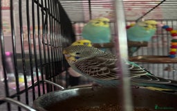 Budgerigars birds for sale: Flock of 5 Budgies (3 Handtamed) - Image 2