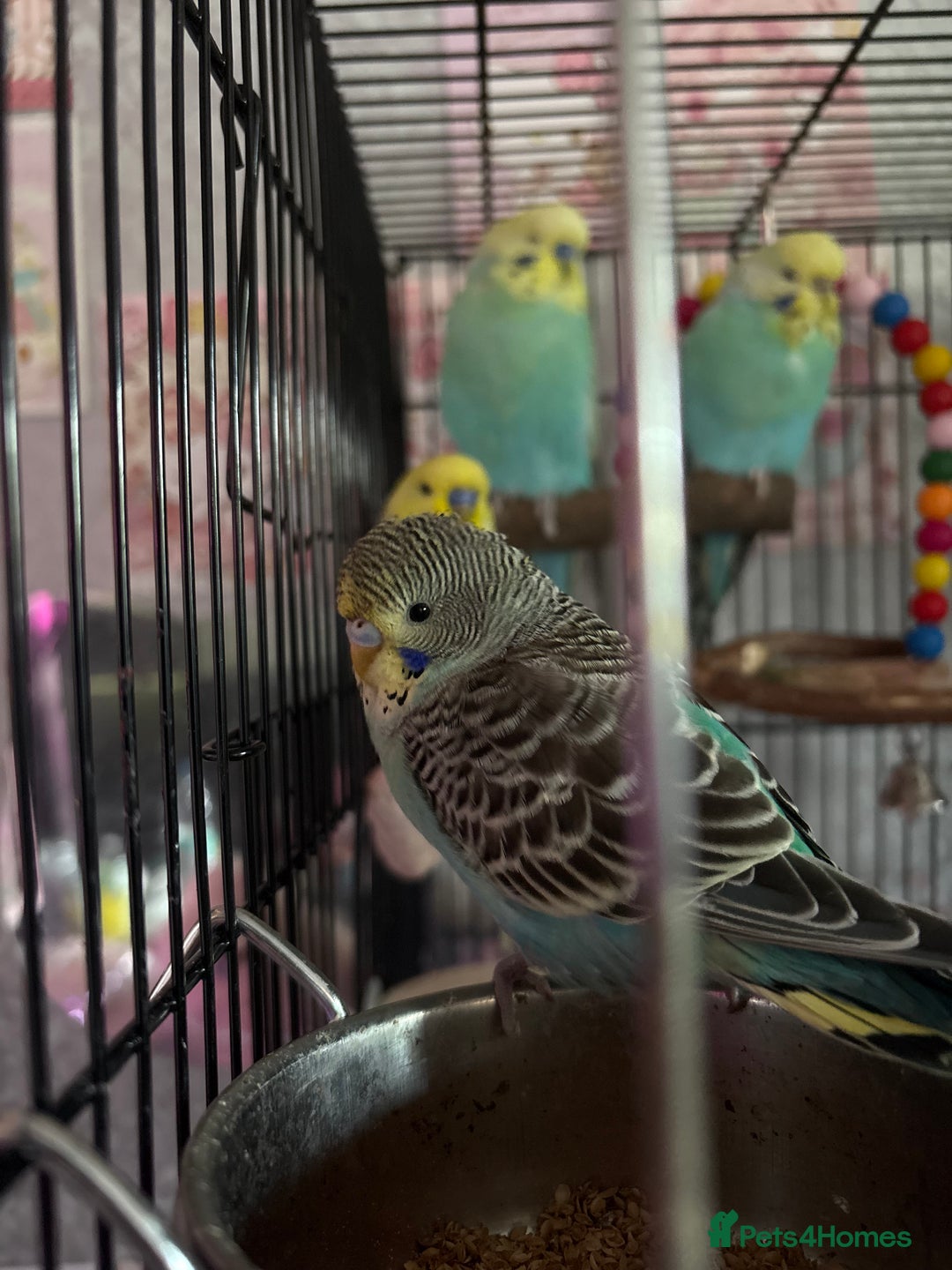 Budgerigars birds for sale: Flock of 5 Budgies (3 Handtamed) - Image 2