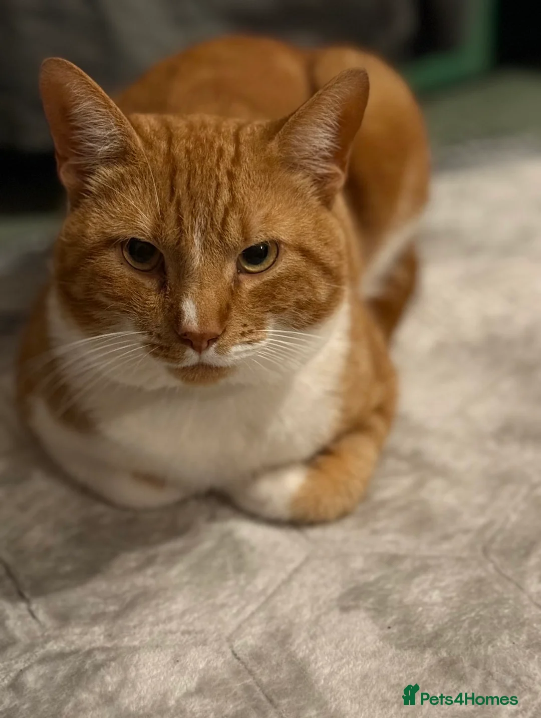 Domestic Shorthair cats for sale: Ashy and Flamy - Advert 1