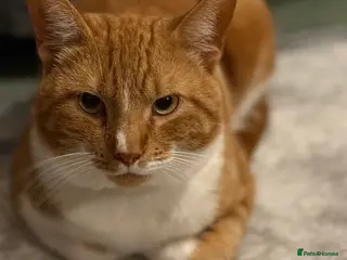 Domestic Shorthair cats Ashy and Flamy - Advert 8