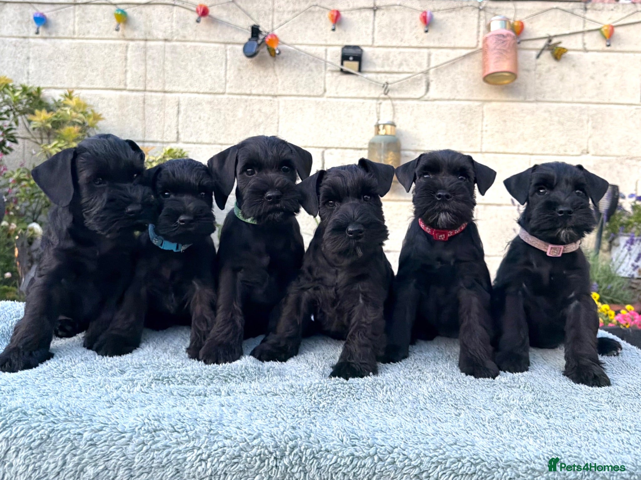 Miniature Schnauzer dogs KC Reg Black Miniature Schnauzer Puppy – Female - Advert 16