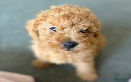 Yorkiepoo dogs for sale: Tiny adorable yorkiepoo puppies - Image 6