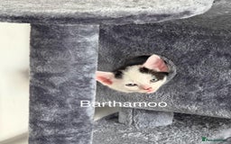 Mixed Breed cats for sale: 3 boys 2 girls - Image 10