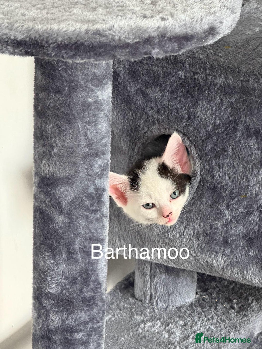 Mixed Breed cats for sale: 3 boys 2 girls - Image 10