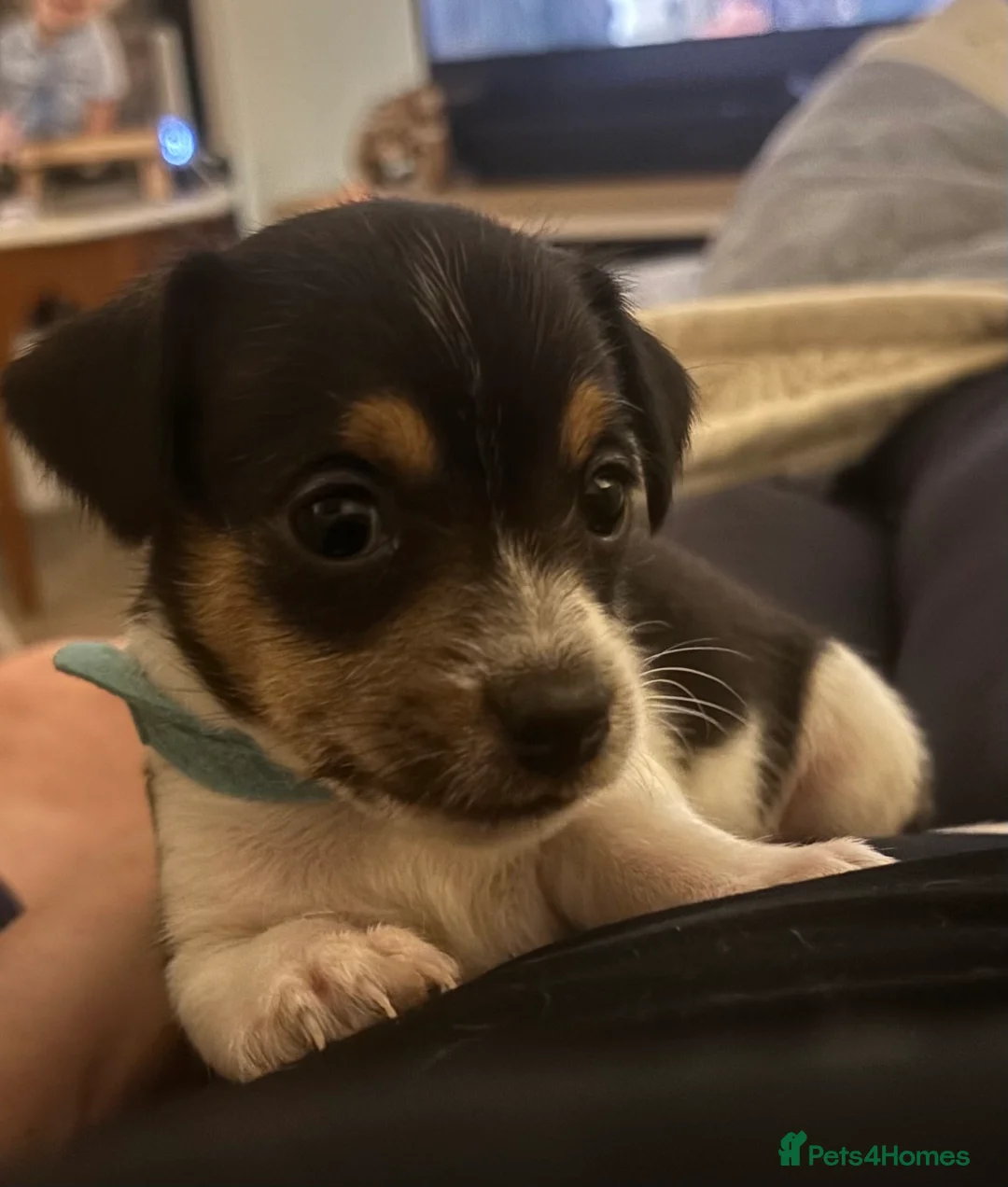 Jack Russell dogs for sale: Beautiful Jack Russell puppies, family🌴from 1997 - Advert 2