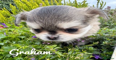 Chihuahua dogs - Advert 1