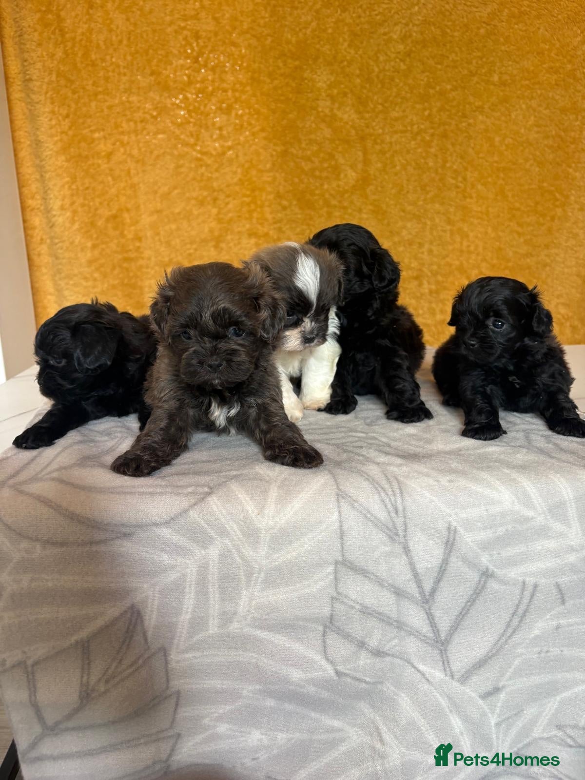 Shihpoo dogs 2 left GORG SHIHPOOS BOTH PARENTS HEALTH TESTED - Advert 2