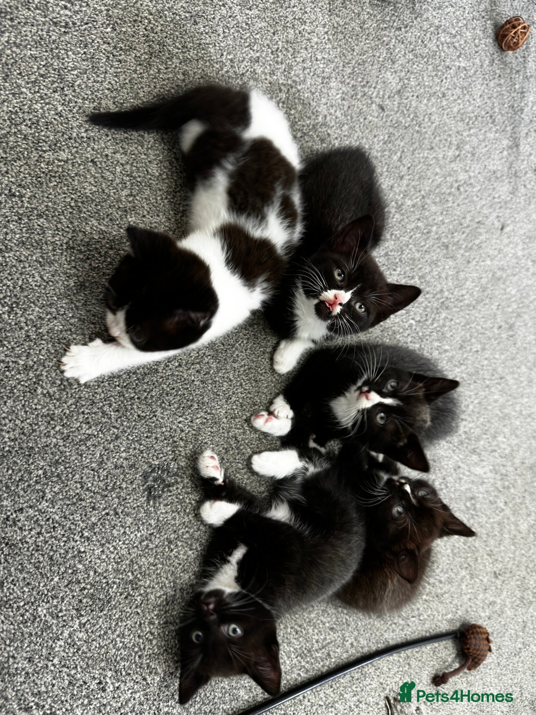 British Shorthair cats for sale: British short hair cross  - Image 4