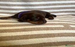 Miniature Dachshund dogs for sale: Beautiful Miniature dachshunds🐶🤎 - Advert 17