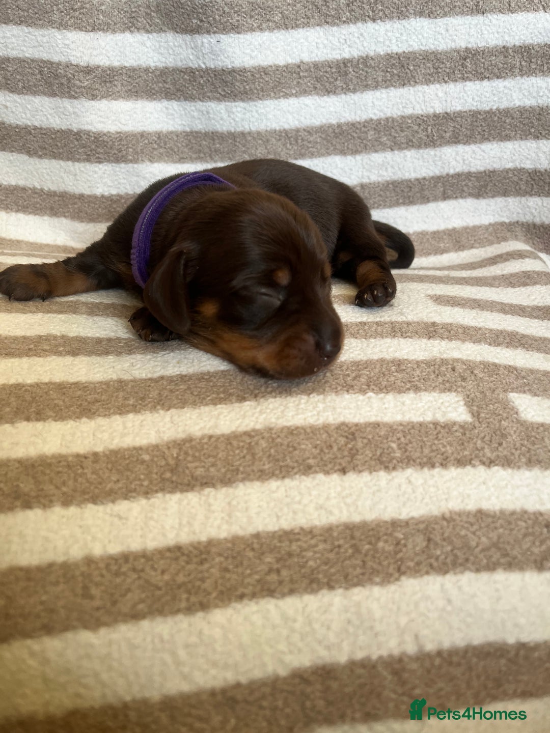 Miniature Dachshund dogs for sale: Beautiful Miniature dachshunds🐶🤎 - Advert 17