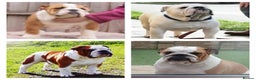 English Bulldog dogs for stud: UK CHAMPION health tested  in Bradford - Advert 6