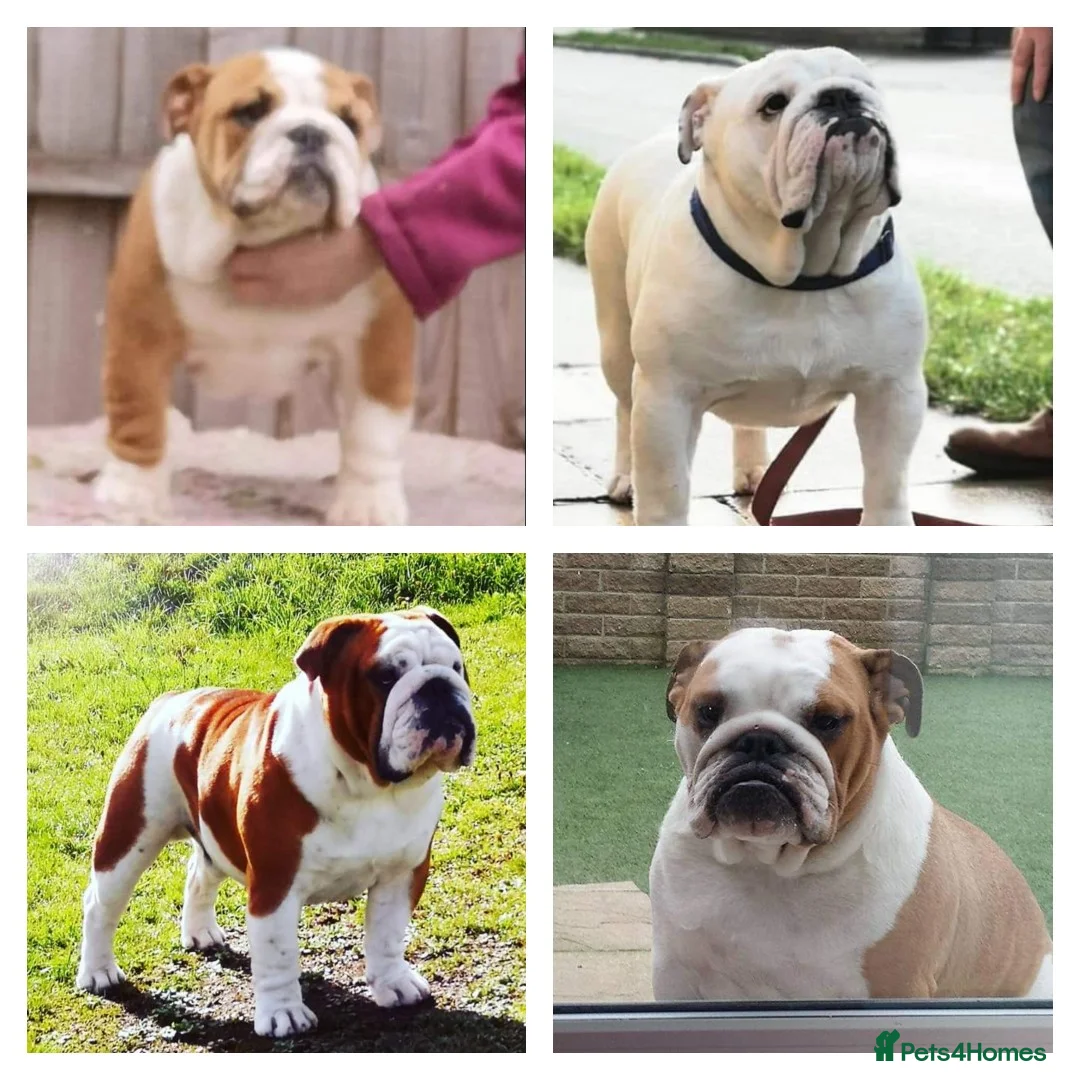 English Bulldog dogs for stud: UK CHAMPION health tested  in Bradford - Advert 6