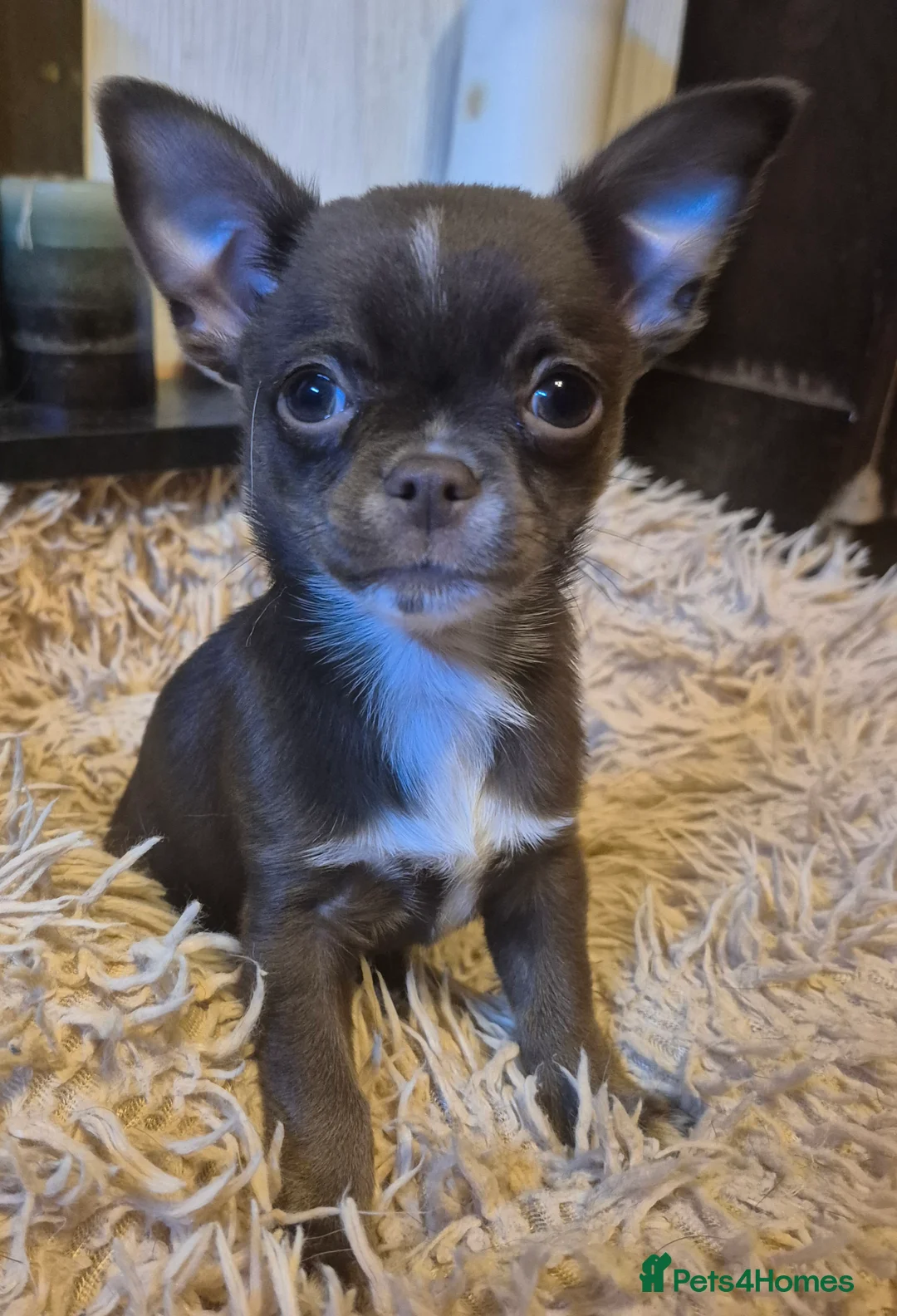 Chihuahua dogs for sale: KC chihuahua puppies  - Advert 3