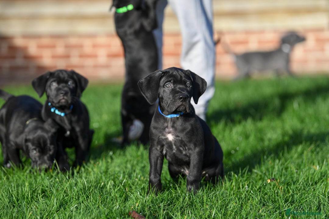 Cane Corso dogs for sale: Cane Corso pups  - Advert 12
