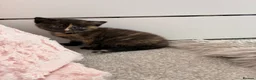 Mixed Breed cats for sale: 4 beautiful kittens  in Godalming - Advert 12