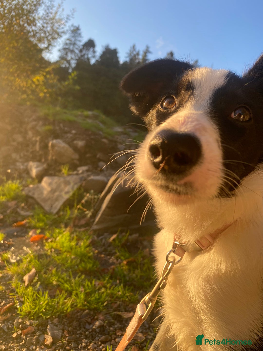 Border Collie dogs for sale: Misty - Advert 2
