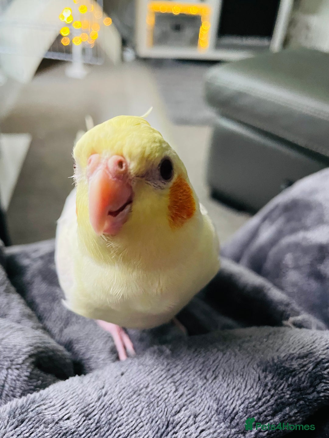 Cockatiels birds for sale: Beautiful extremely tame cockatiel  - Image 5