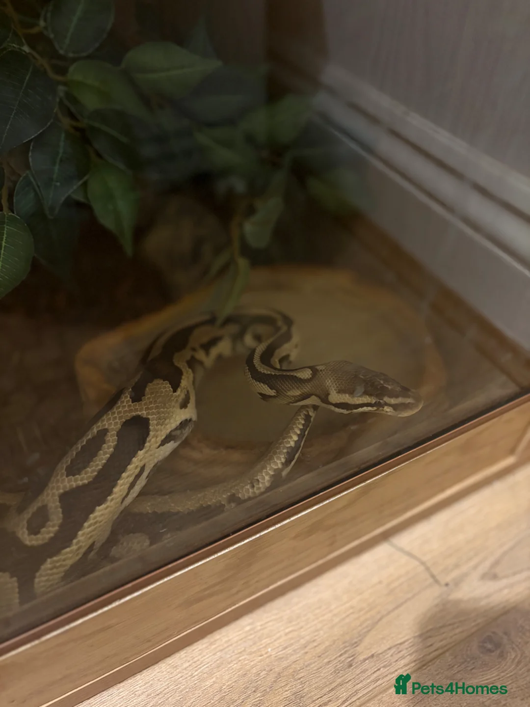 Snake reptiles for sale: 2x Royal Pythons  in Poole - Advert 2