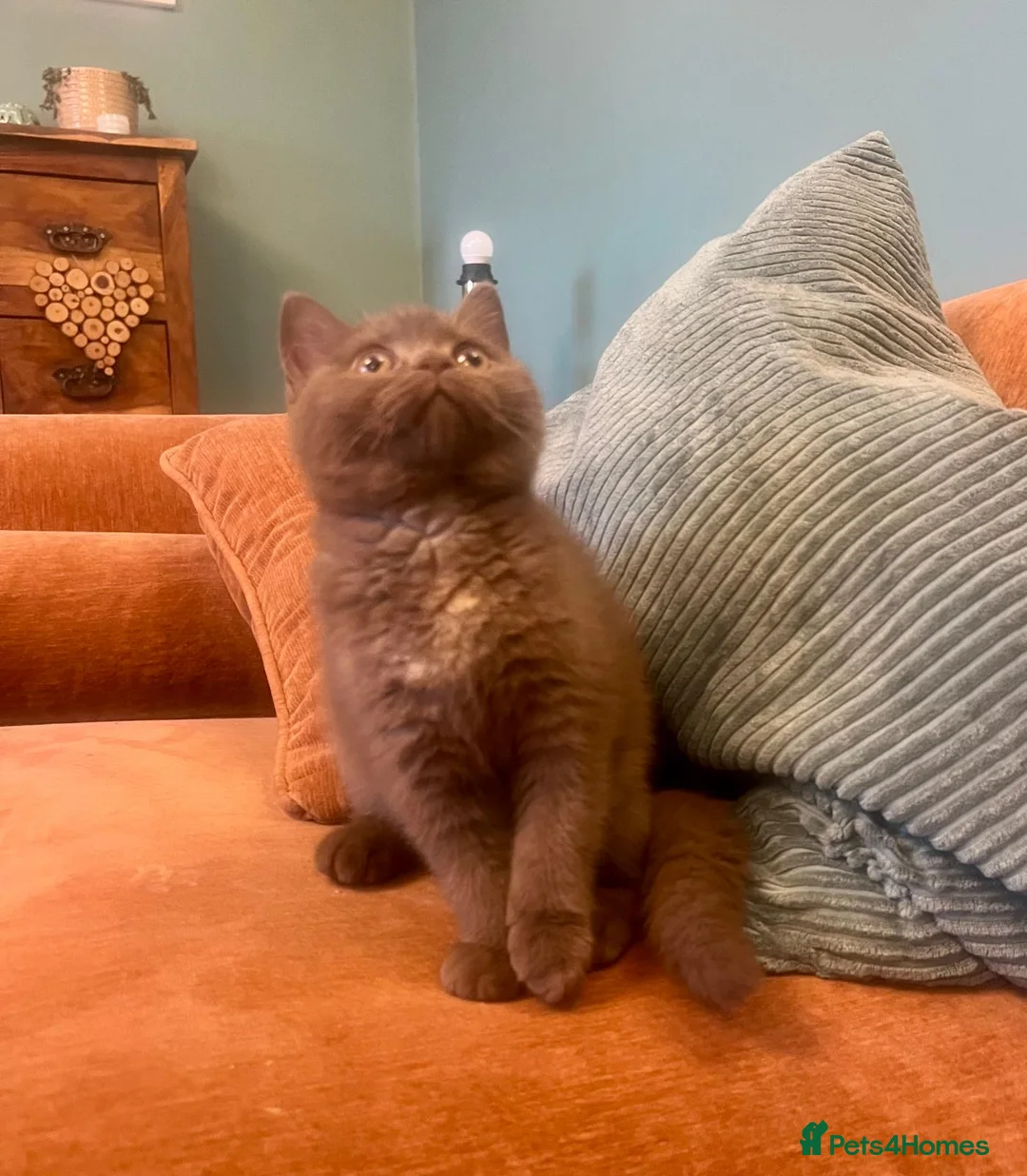 British Shorthair cats for sale: British shorthair females ready to leave soon GCCF - Advert 24