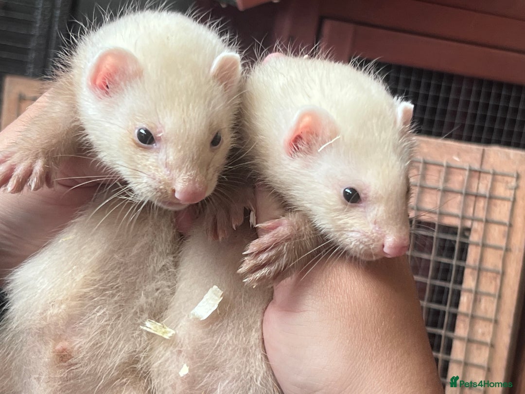 Ferret rodents for sale: Male ferrets born may 25 - Image 19