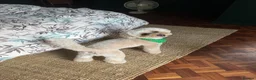 Miniature Poodle dogs for stud: Noodle the Poodle welcomes ladies - Advert 7