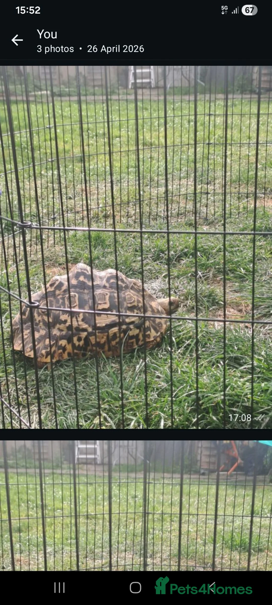 Tortoise reptiles for sale: Female leopard tortoise in Esher - Advert 2