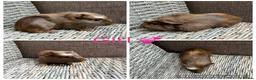 Guinea Pig rodents for sale: Male & Female piggies looking for new laps - Advert 27