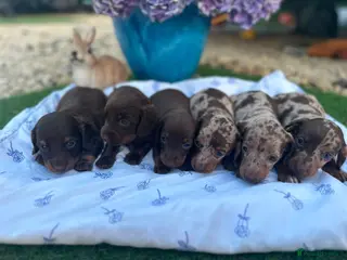 Dachshund dogs Beautiful Dachshunds - Advert 1