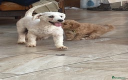 Poochon dogs for sale: Poochon girl and boys💥 - Image 2