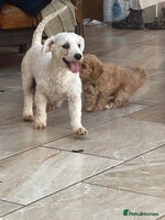 Poochon dogs - Advert 2