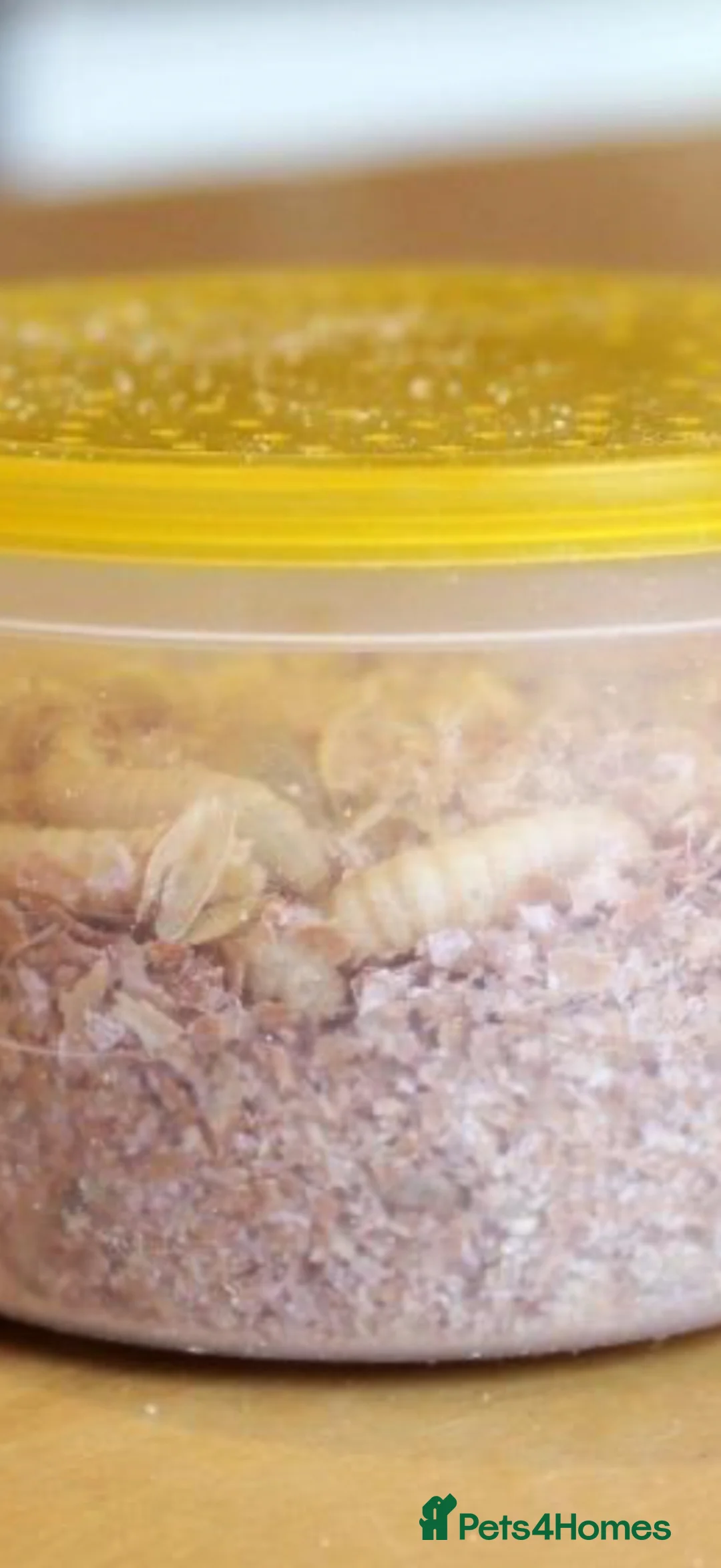 Worms invertebrates for sale: Worms - Advert 2