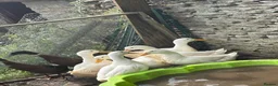Ducks poultry for sale: 3 laying Cherry Valley ducks (last years hatch) - Advert 3