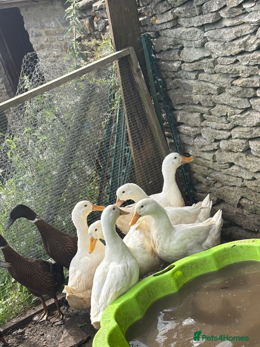 Ducks poultry for sale: 3 laying Cherry Valley ducks (last years hatch) - Advert 3