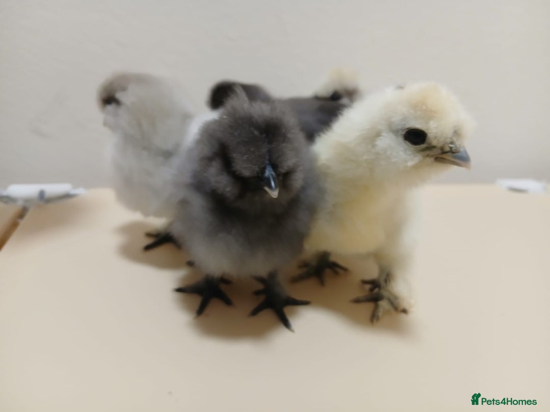 Chickens poultry for sale: Bantam Silkie Chicks Looking for Their New Coops - Advert 4