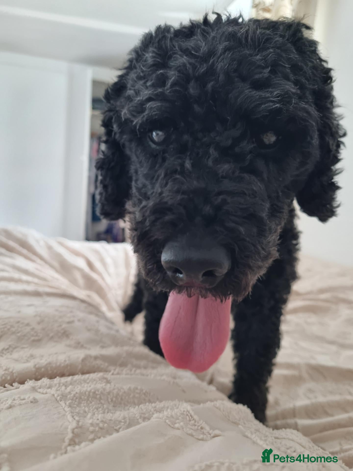 Miniature Poodle dogs 5 yr old KC registered black miniature poodle stud - Advert 1