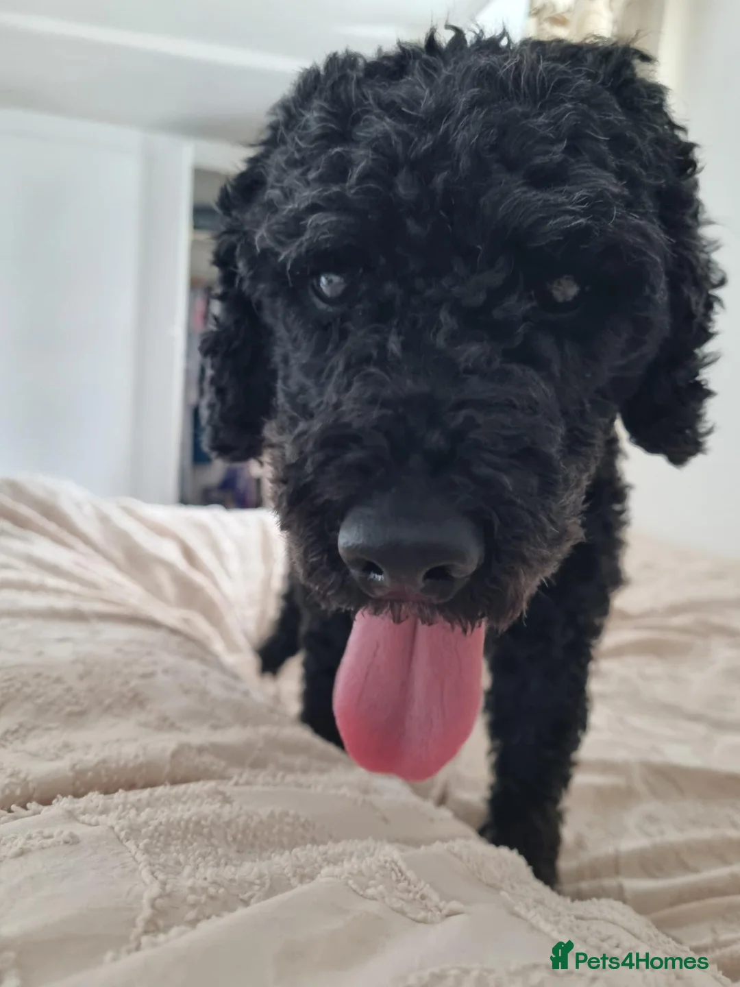 Miniature Poodle dogs for stud: 5 yr old KC registered black miniature poodle stud - Advert 1