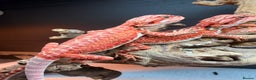 Bearded Dragon reptiles for sale: Red baby Bearded Dragons ready to go! - Advert 1