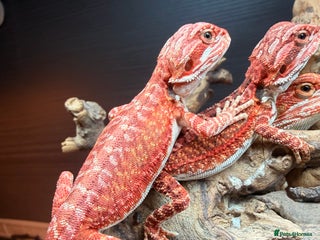 Bearded Dragon reptiles Red baby Bearded Dragons ready to go! - Advert 14