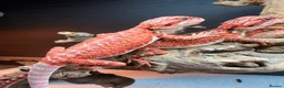 Bearded Dragon reptiles for sale: Red baby Bearded Dragons ready to go! - Advert 1