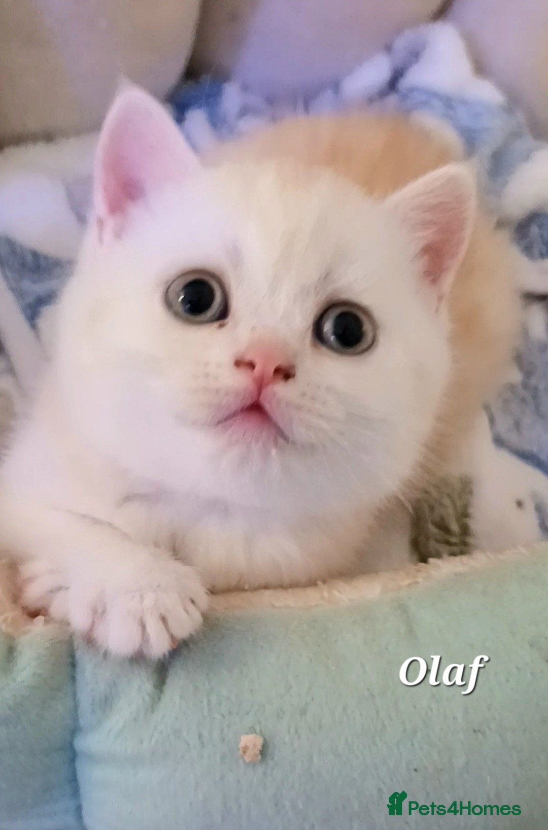 British Shorthair cats for sale: GCCF Snowflake BSH - Advert 14