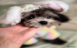 Maltipoo dogs for sale: 🩵Ready Now STUNNING Asian Maltipoo Boy🩵 in Bathgate - Image 8