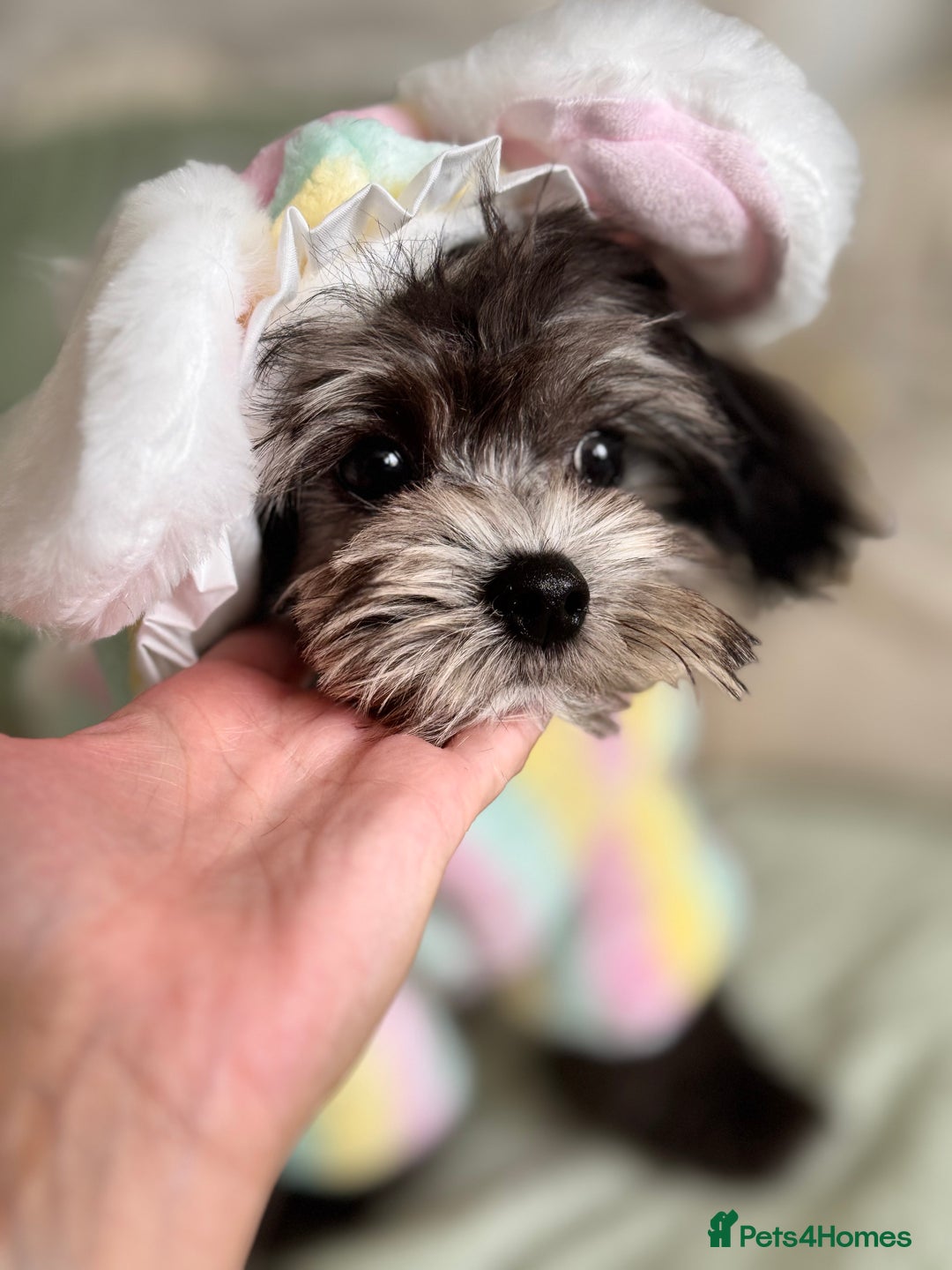 Maltipoo dogs for sale: 🩵Ready Now STUNNING Asian Maltipoo Boy🩵 in Bathgate - Image 8