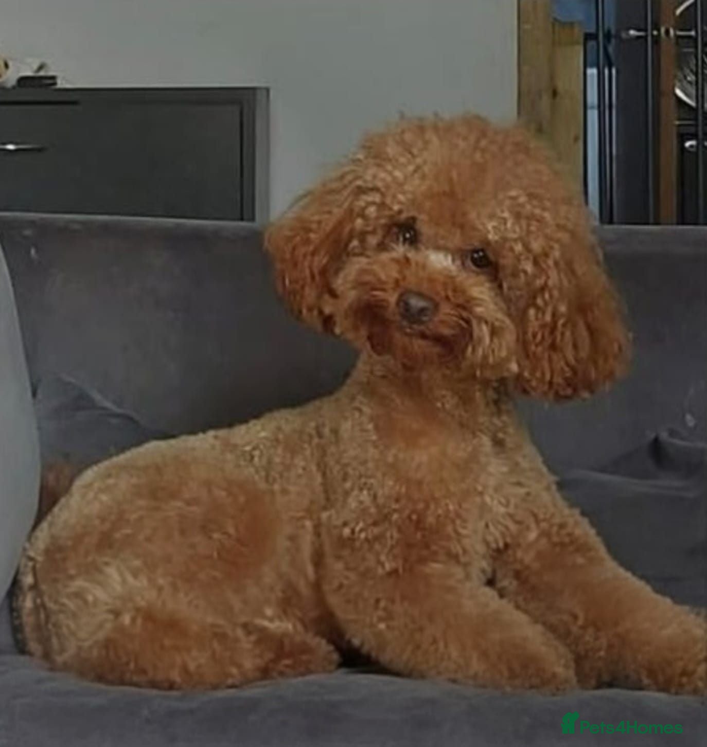 Cavapoo dogs Waiting List Open - Deep Fox Red Cavapoos - Advert 2