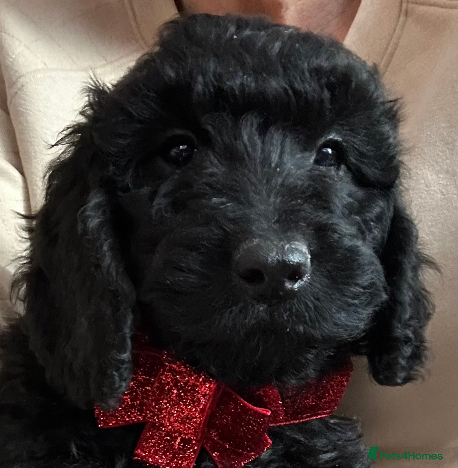 Cockapoo dogs 🐕‍🦺🐶ADORABLE COCKAPOO 🐶 🐕‍🦺 - Advert 11