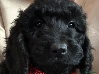 Cockapoo dogs 🐕🦺🐶ADORABLE COCKAPOO 🐶 🐕🦺 - Advert 10